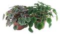 Peperomia Ripple Assortment